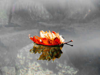 Close-up of orange leaf on wet lake