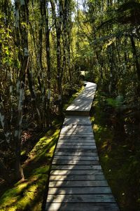 Narrow pathway along trees in forest