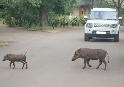 View of horse cart on road