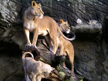 Lioness and cub on broken tree trunk against rock formation at zoo