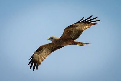 Yellow-billed kite gliding through perfect blue sky