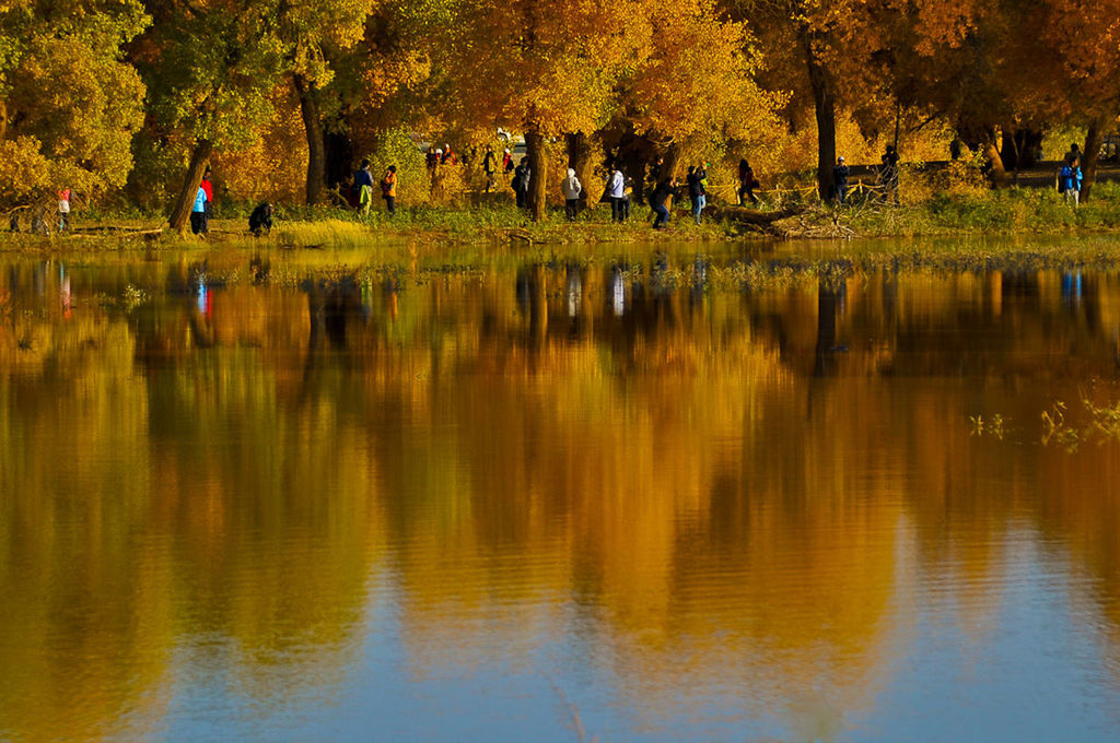 REFLECTION OF TREES IN LAKE