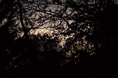 Silhouette trees in forest against sky at night