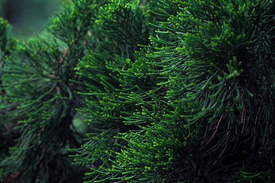 Close up of the pine leaves 