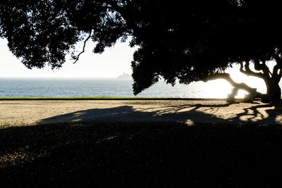 Silhouette tree on beach against sky
