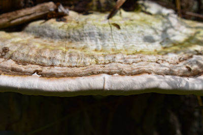 Close-up of mushroom growing on wood