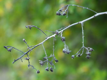 Close-up of flowers on branch