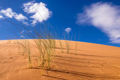 Scenic view of desert against blue sky