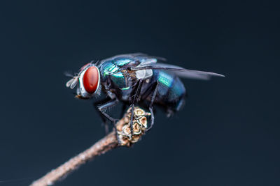 Close up a fly perched on a tree branch, dry wood with isolated background, common housefly.