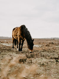 Horse walking on a field