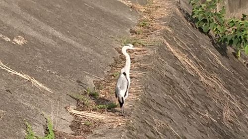 High angle view of bird on dirt road