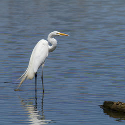 Bird in a lake