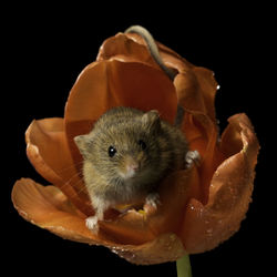 Close-up portrait of rodent on flower against black background