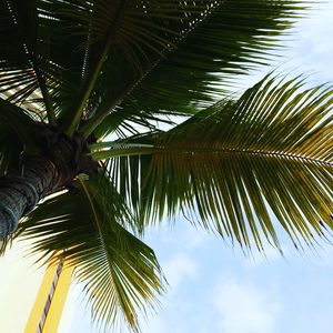 Low angle view of palm tree against sky