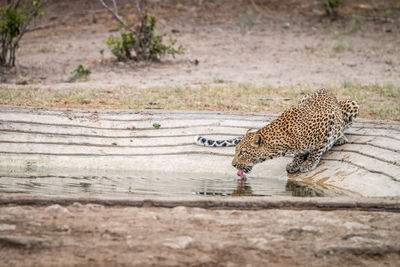 Leopard drinking water in pond