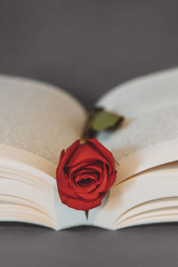 Close-up of red rose on table