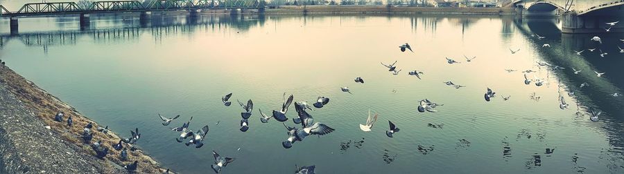 Birds in water