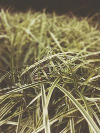 Full frame shot of plants growing on field
