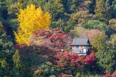 Trees in forest during autumn