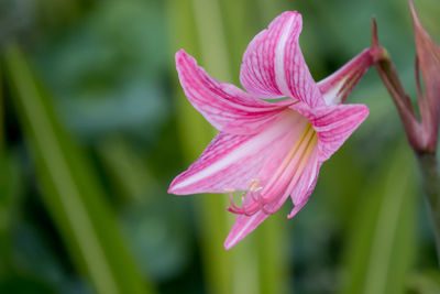 Close-up of pink lily blooming outdoors