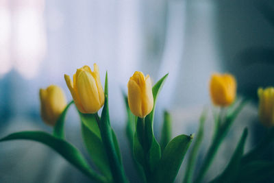 Close-up of yellow tulip