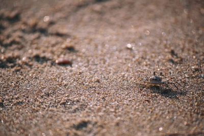 Close-up of crab on sand