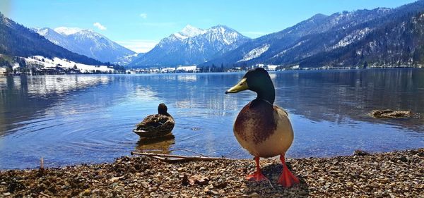 Birds on lake by mountains against sky