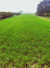 Scenic view of grassy field