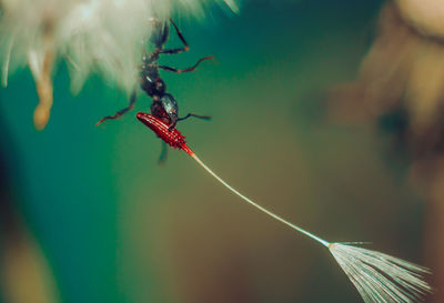 Close-up of insect on plant
