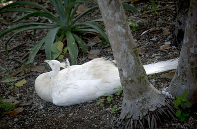 Close-up of white swan