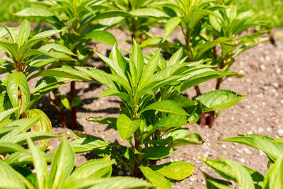 plant