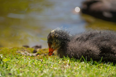 Close-up of grassy field