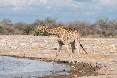 Giraffe on landscape