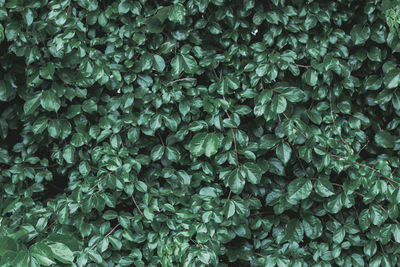 Bokeh, green and white leaves