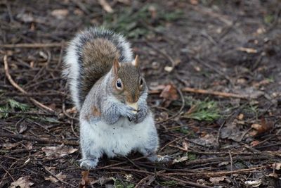 High angle view of squirrel on land