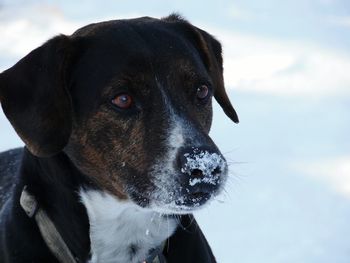 Close-up portrait of black dog against snow