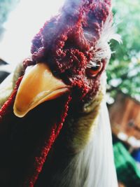 Close-up of bird against blurred background