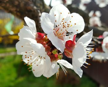 Close-up of fresh flowers