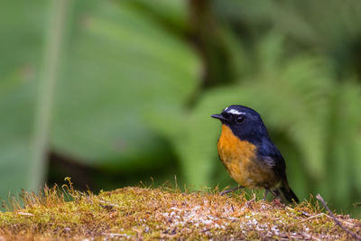 Close-up of bird perching on a land