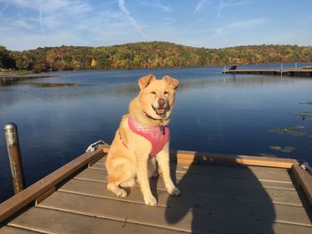 Portrait of dog on jetty by lake