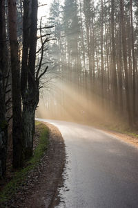 Road amidst trees in forest