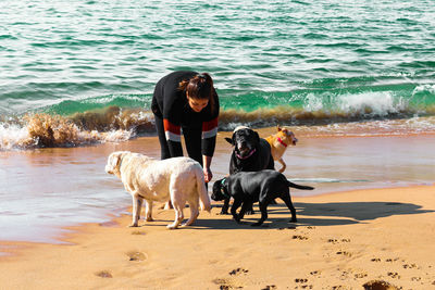 Dogs on beach