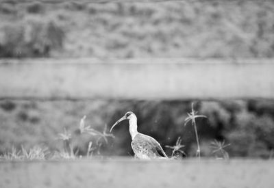 Close-up of bird perching on a field