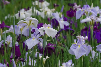 Close-up of purple flowering plant on field