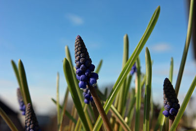 Close-up of purple flowering plants on field against blue sky