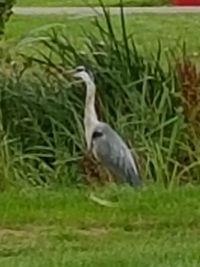 Close-up of bird perching on field