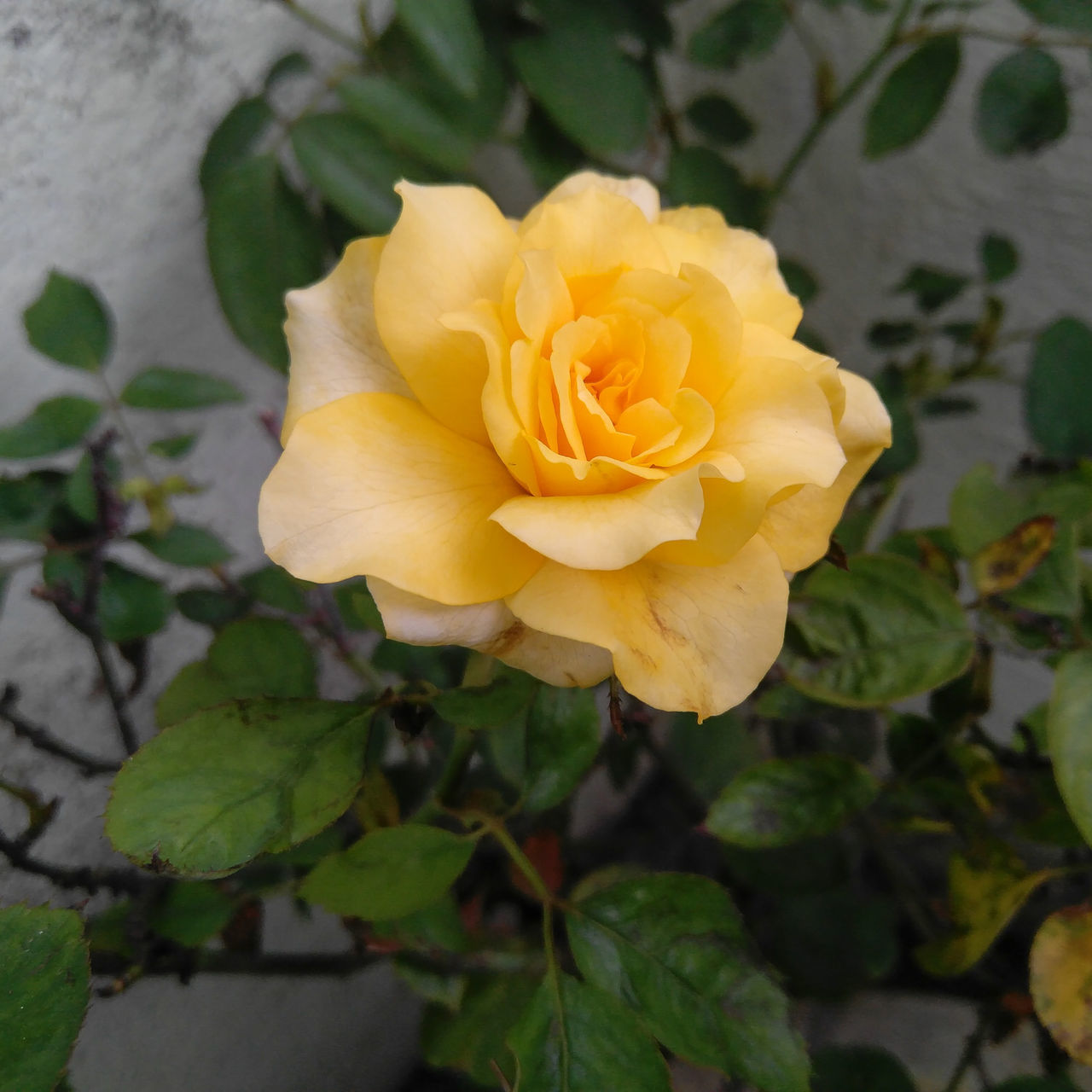 CLOSE-UP OF YELLOW ROSE IN GARDEN