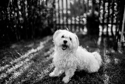 Dog in garden