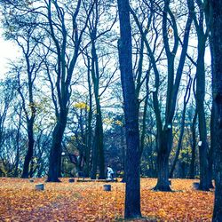 Low angle view of trees against sky