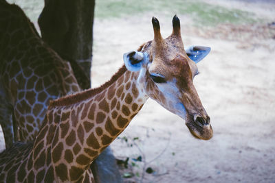 Close-up of giraffe in zoo
